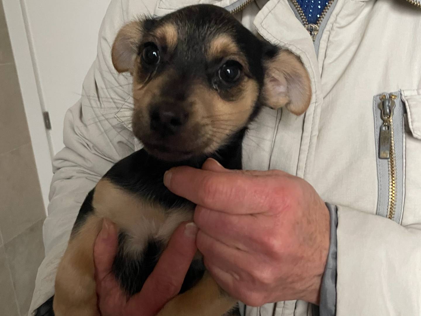 Adozione cane, femmina, Razza sconosciuta Razza sconosciuta, 2 mesi, taglia piccola, Como