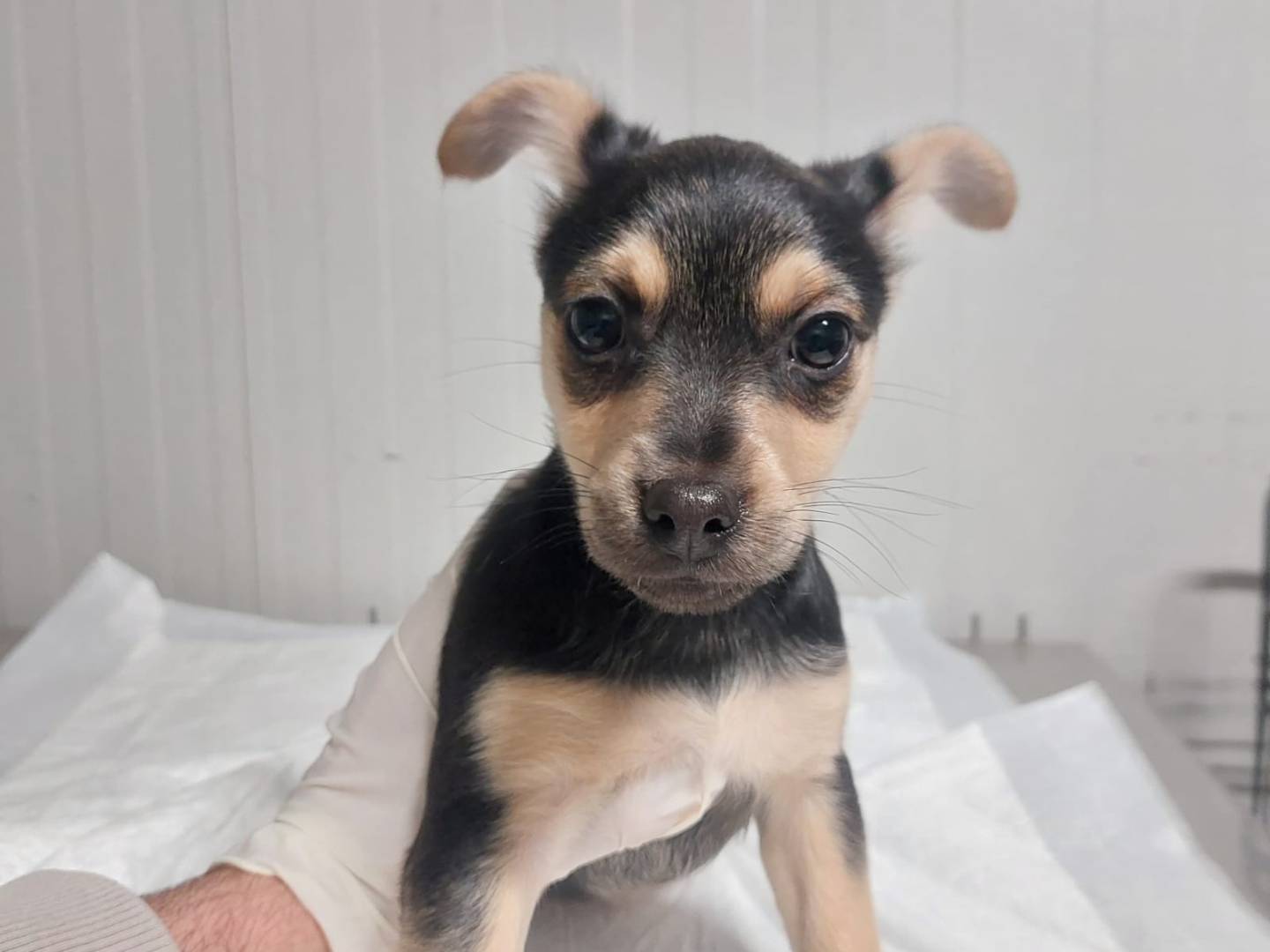 Adotta un cane, femmina, 2 mesi, Como