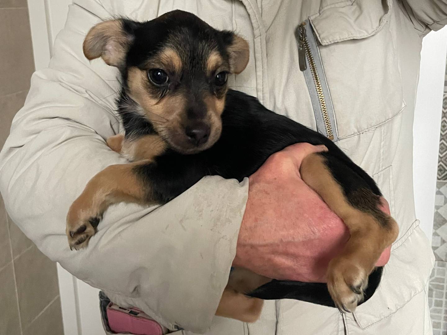 Adotta un cane, taglia piccola, femmina, Como