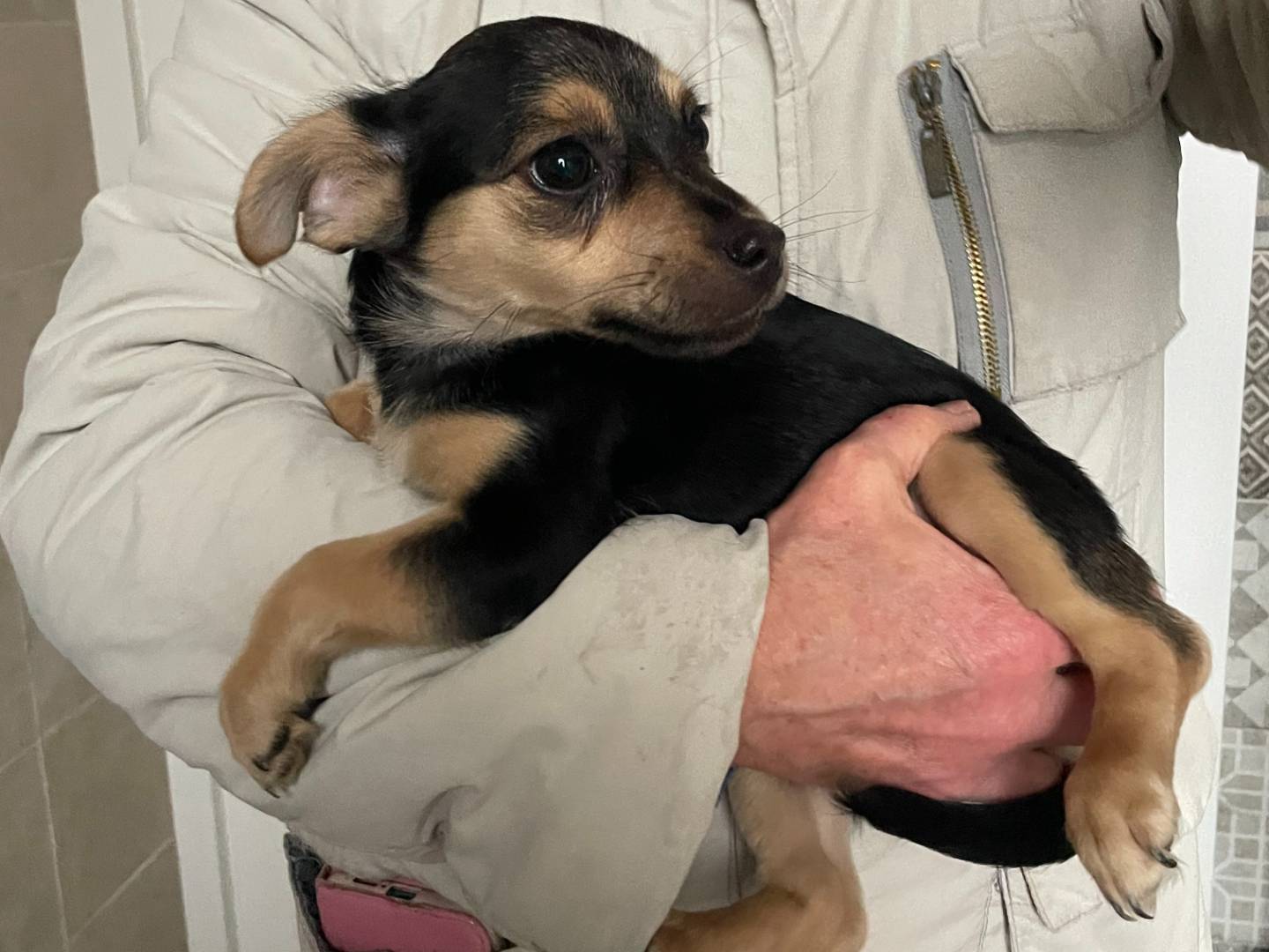 Vuoi adottare un cane a Como?