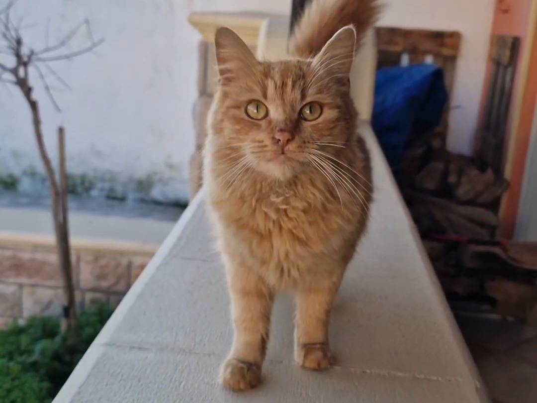 Adozione gatto, femmina, Razza sconosciuta Razza sconosciuta, 9 mesi, taglia non valida, Taranto