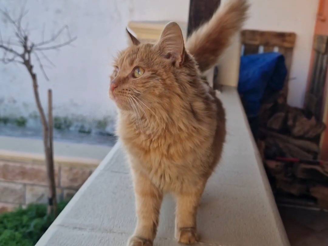 Adotta un gatto, taglia non valida, femmina, Taranto