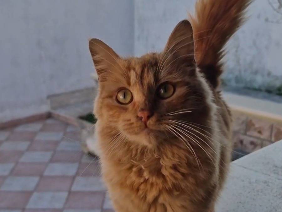 Vuoi adottare un gatto a Taranto?