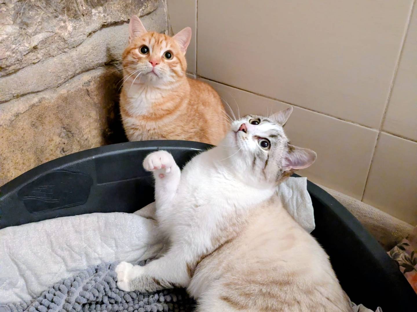 Adozione gatto, maschio, Razza sconosciuta Razza sconosciuta, 1 anno, taglia non valida, Bergamo