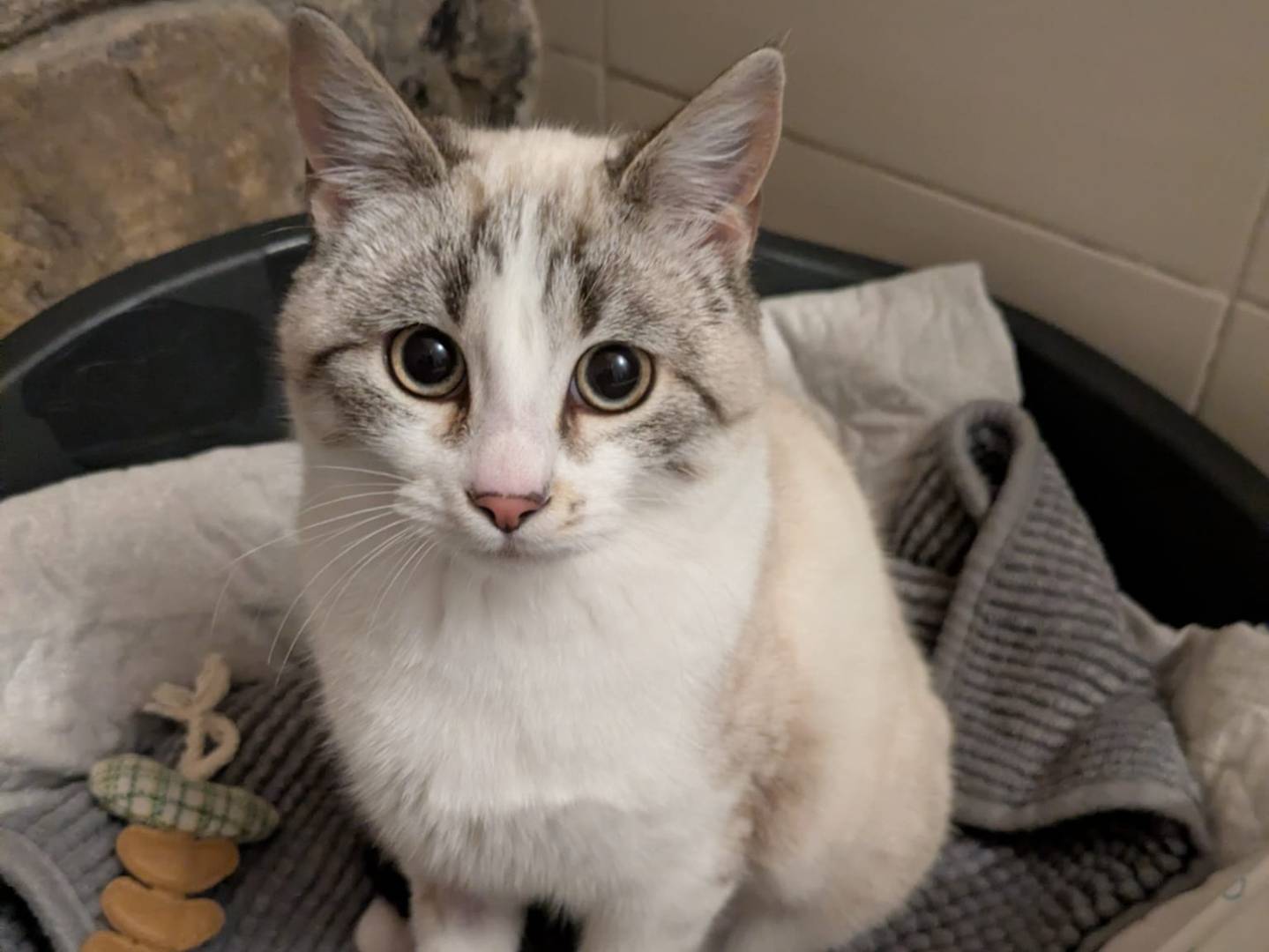 Adotta un gatto, maschio, 1 anno, Bergamo