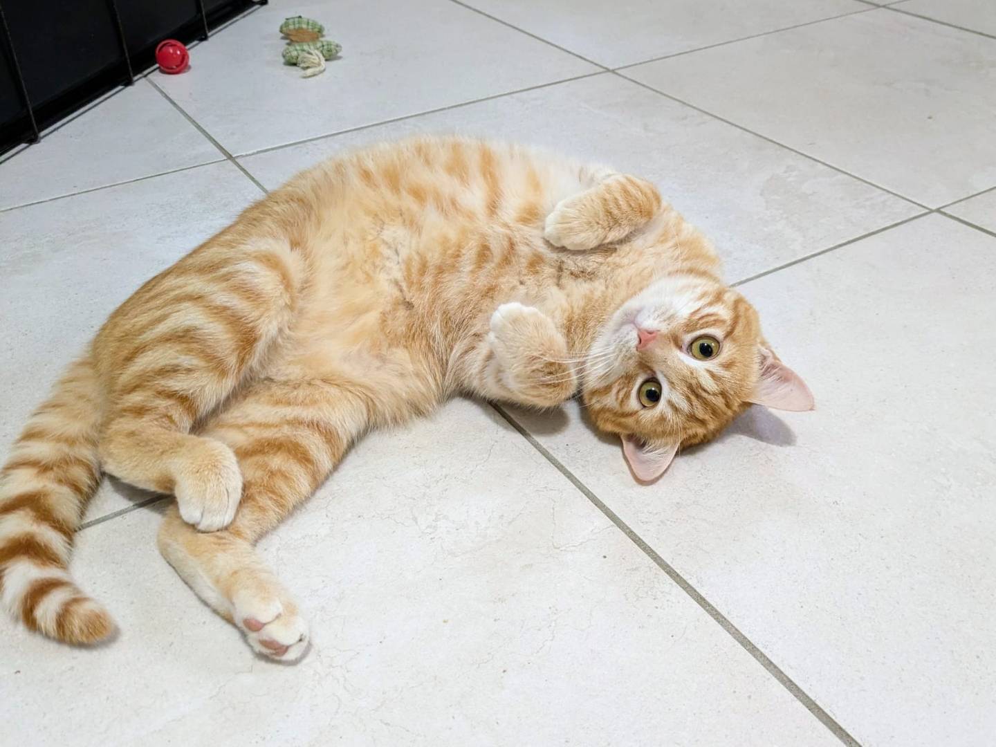 Adotta un gatto, taglia non valida, maschio, Bergamo