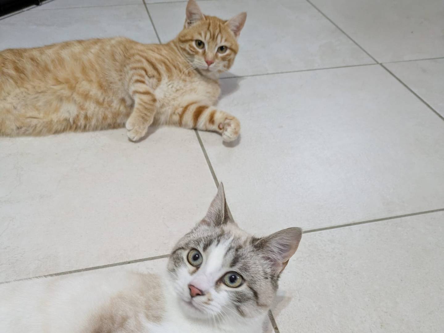 Vuoi adottare un gatto a Bergamo?