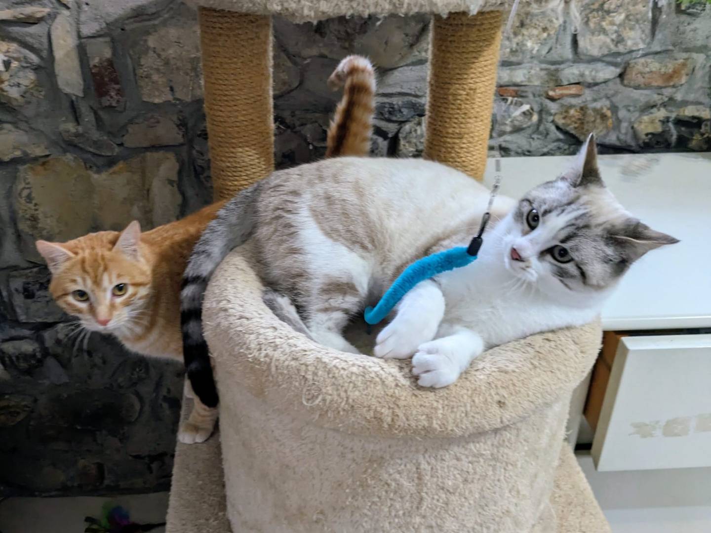 Adotta il gatto Spritz e Bailey a Bergamo