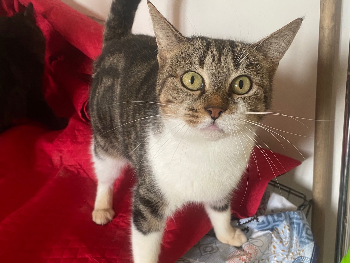 Adozione gatto, femmina, Razza sconosciuta Razza sconosciuta, 3 anni e 7 mesi, taglia non valida, Teramo