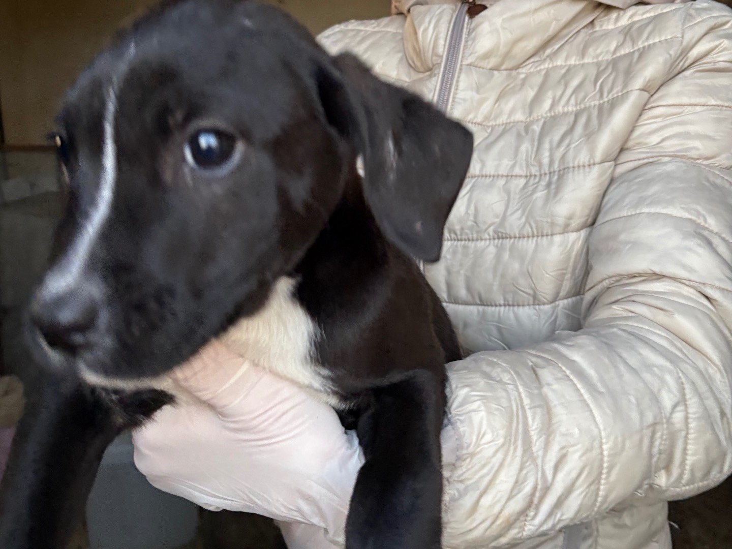 Adozione cane, femmina, Razza sconosciuta Razza sconosciuta, 3 mesi, taglia media, Siracusa