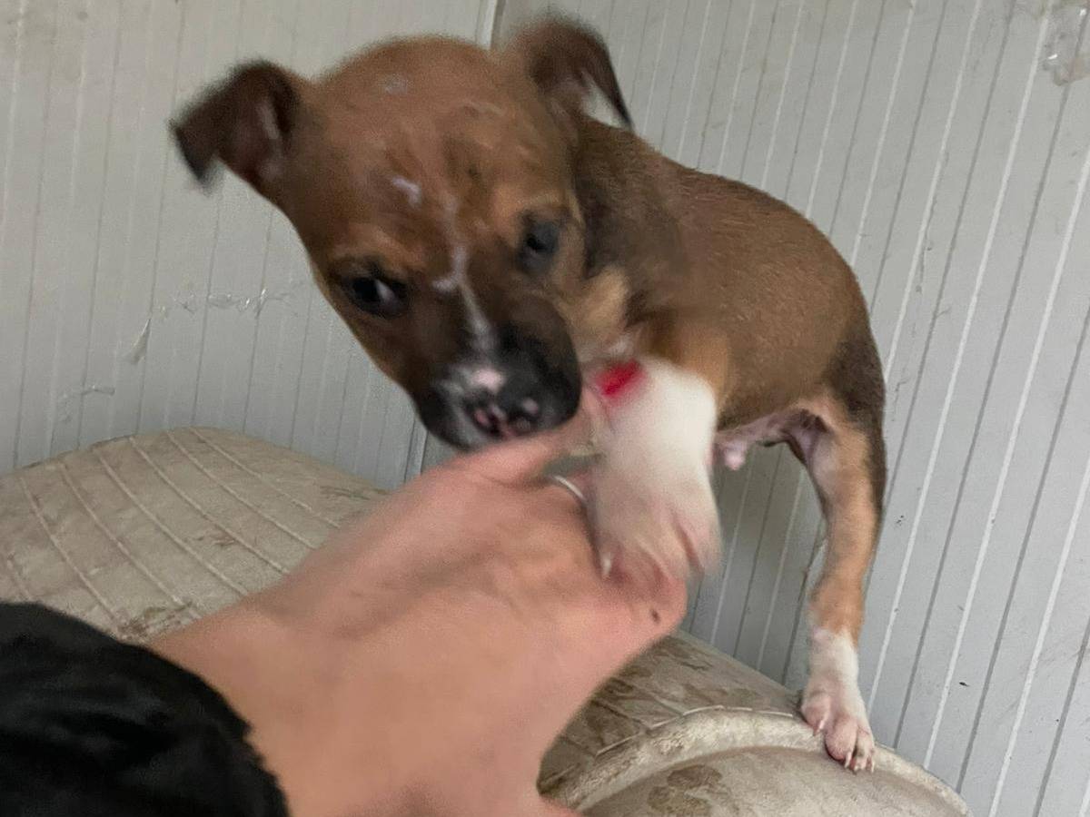 Adotta il cane CHOCO a Frosinone