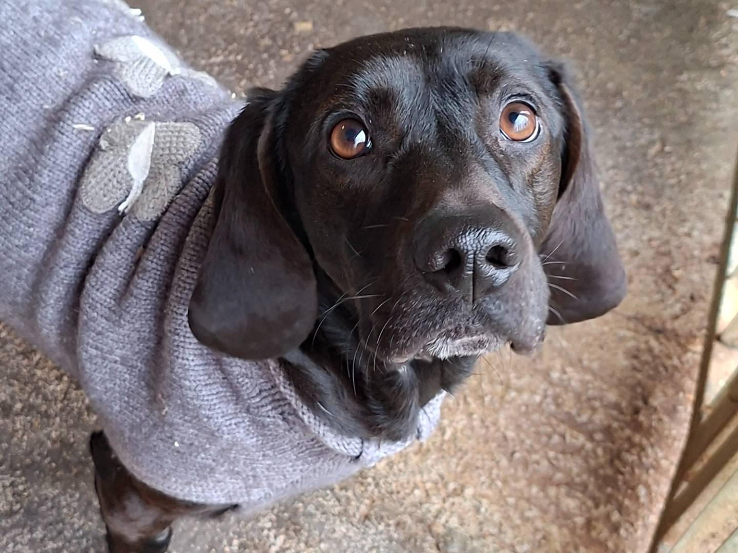 Adozione cane, maschio, Bassotto Segugio, 2 anni e 2 mesi, taglia media contenuta, Asti