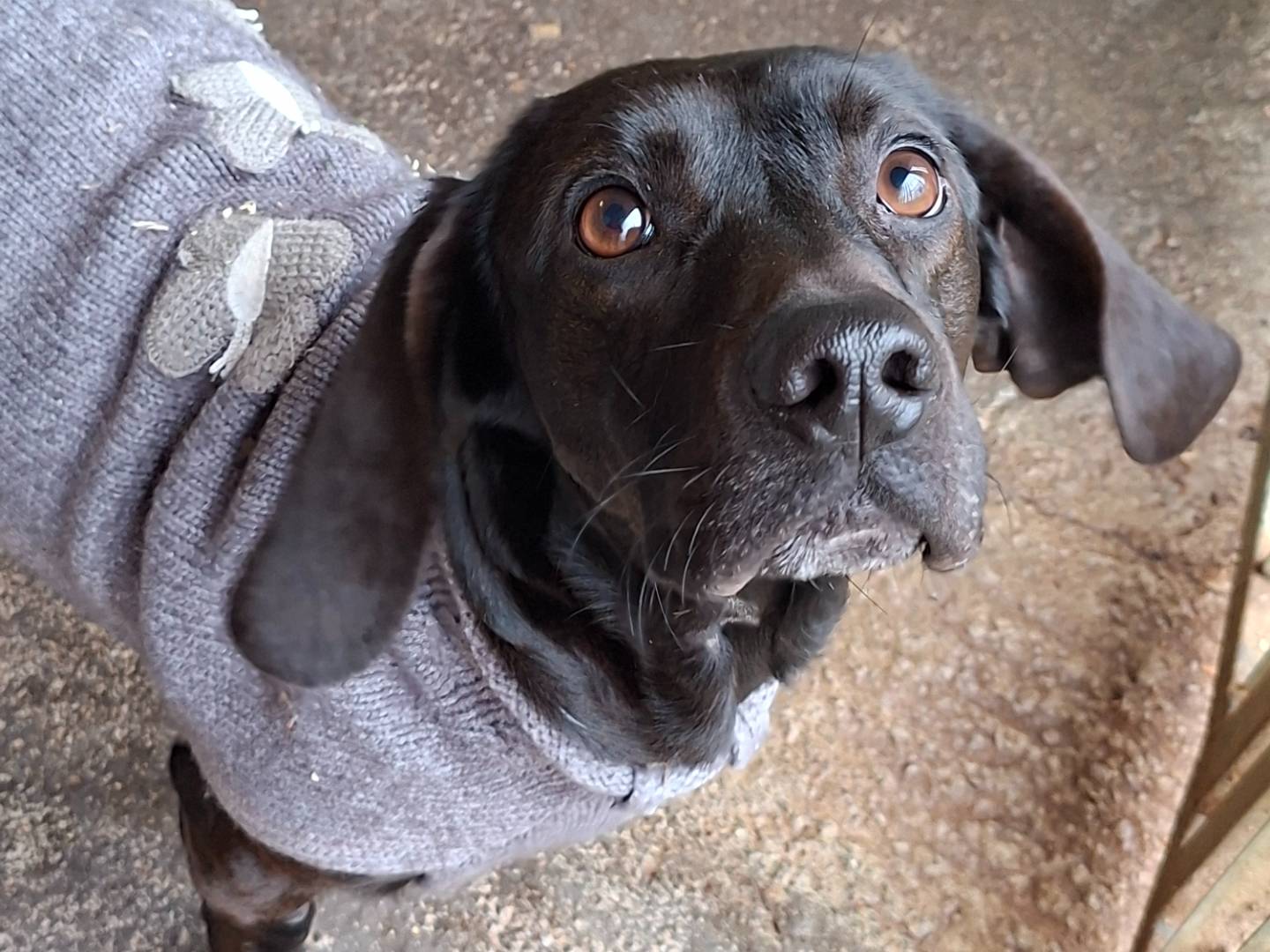 Adotta un cane, maschio, 2 anni e 2 mesi, Asti