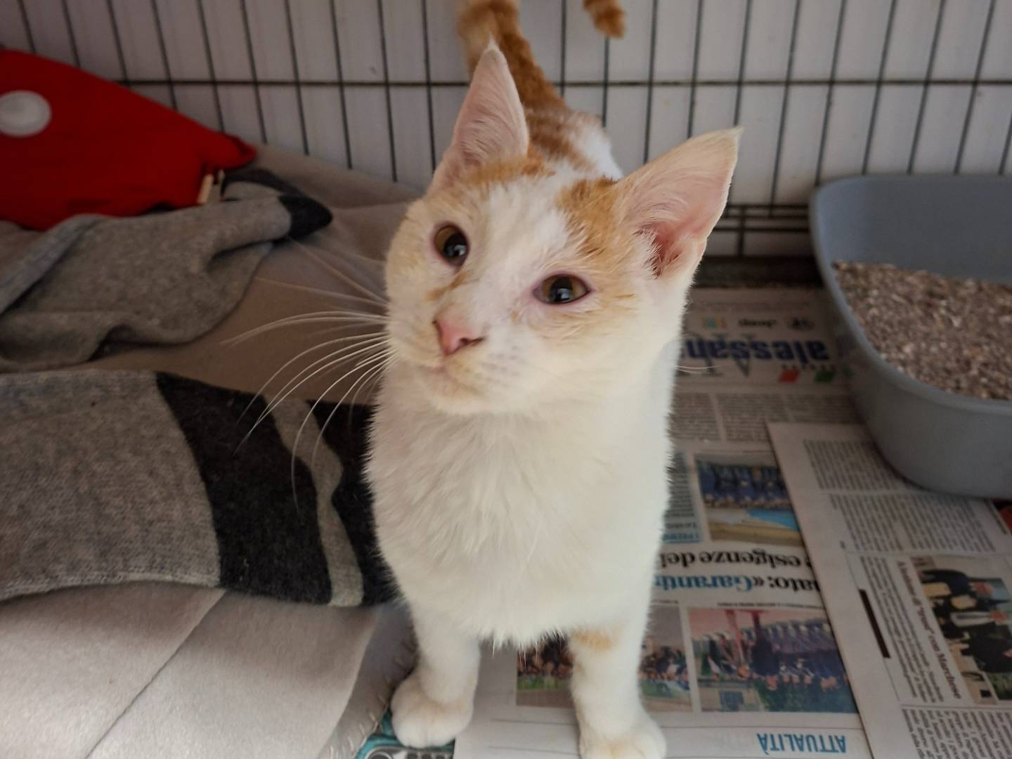 Adozione gatto, maschio, Razza sconosciuta Razza sconosciuta, 4 mesi, taglia non valida, Asti