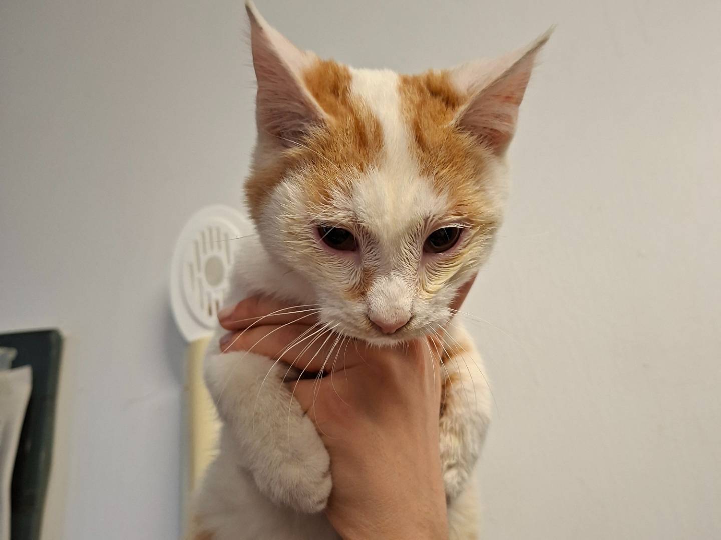 Adotta un gatto, taglia non valida, maschio, Asti