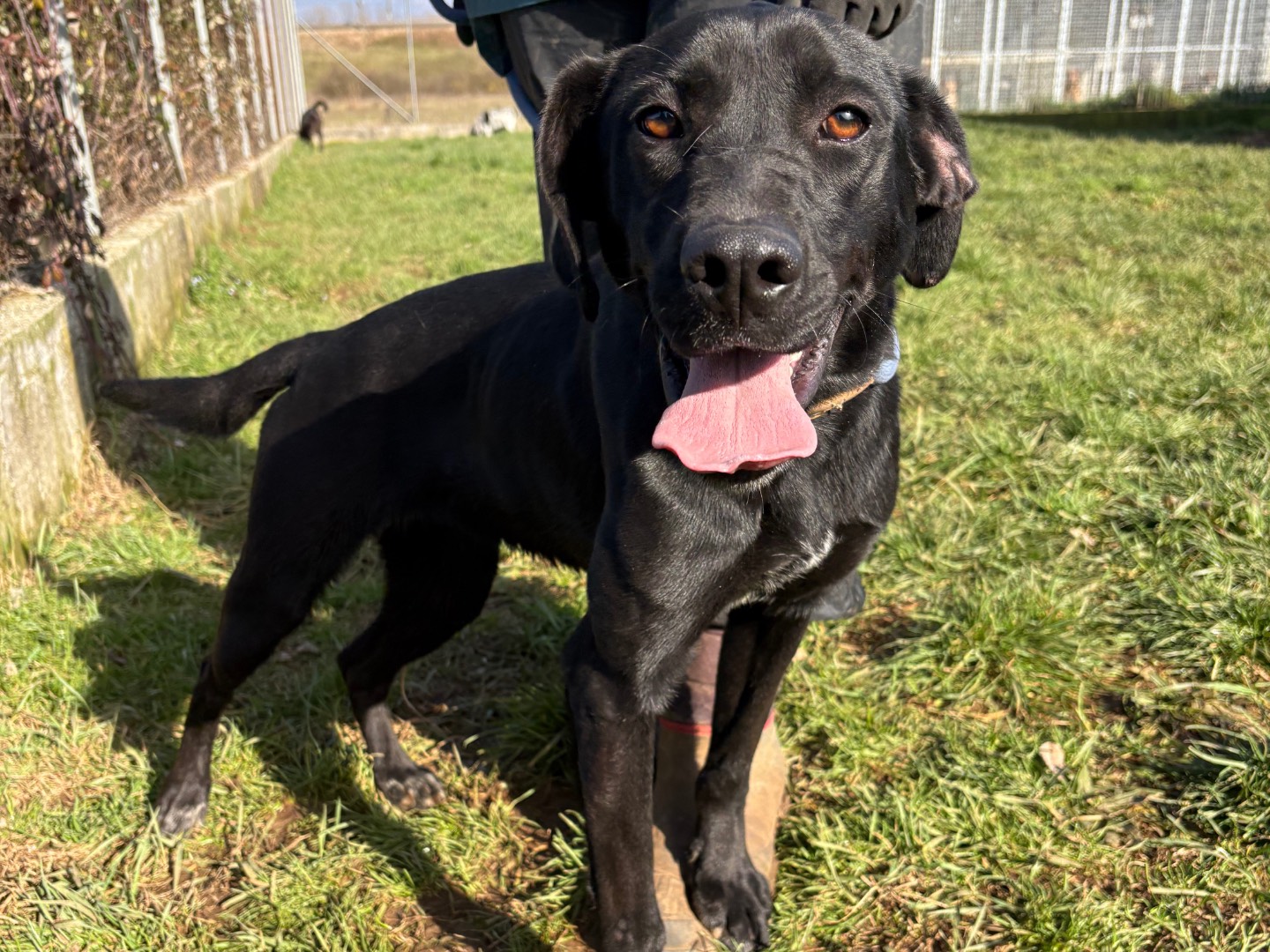 Adozione cane, femmina, Labrador Retriever Razza sconosciuta, 1 anno e 3 mesi, taglia media, Frosinone