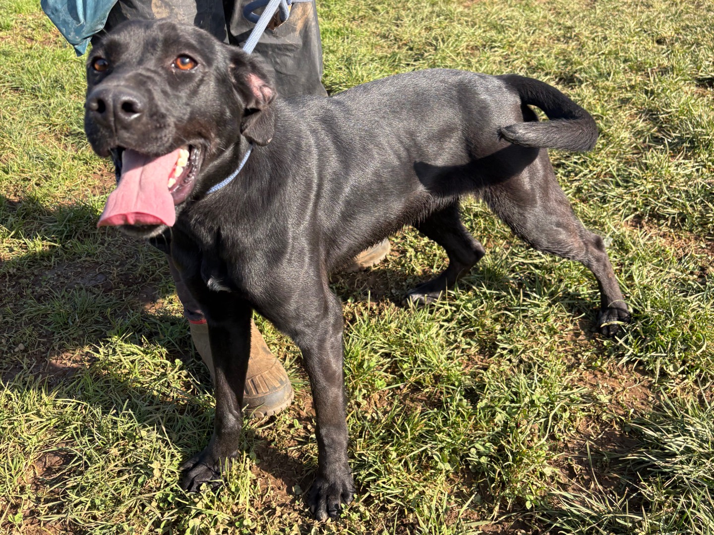Adotta il cane poppy a Frosinone