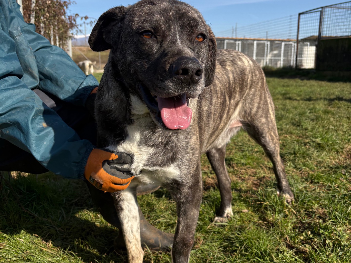 Adozione cane, maschio, Razza sconosciuta Razza sconosciuta, 3 anni e 2 mesi, taglia grande, Frosinone