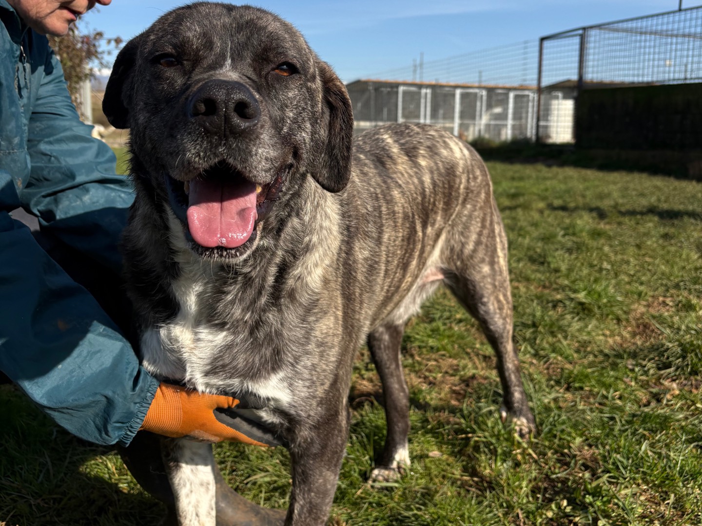 Adotta un cane, maschio, 3 anni e 2 mesi, Frosinone