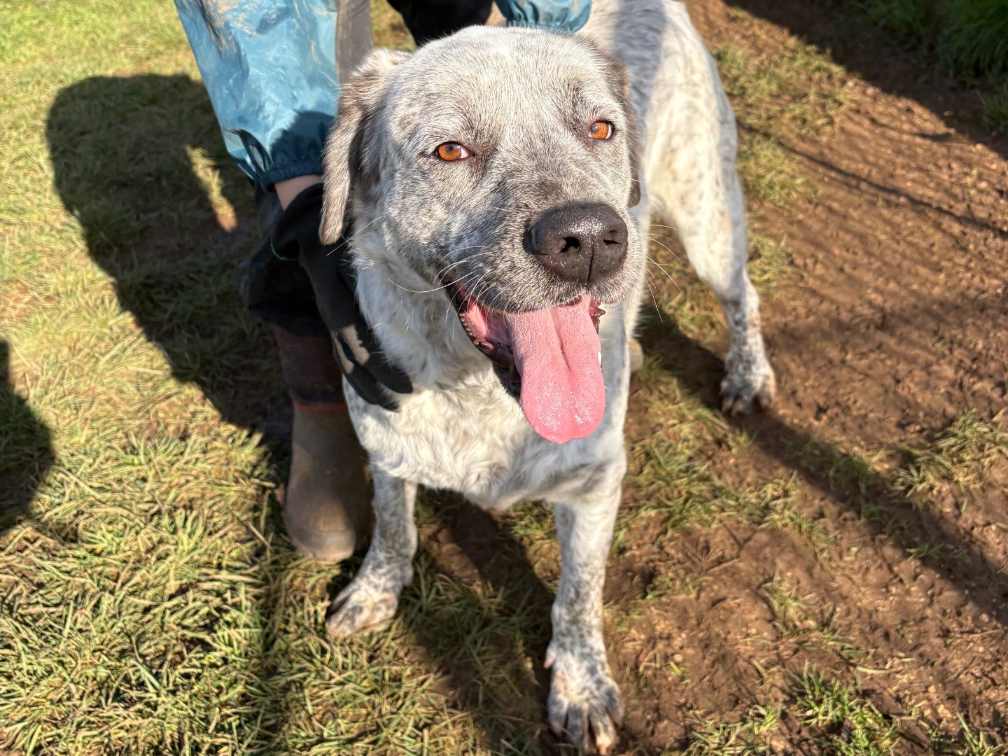 Adotta un cane, maschio, 2 anni e 6 mesi, Frosinone