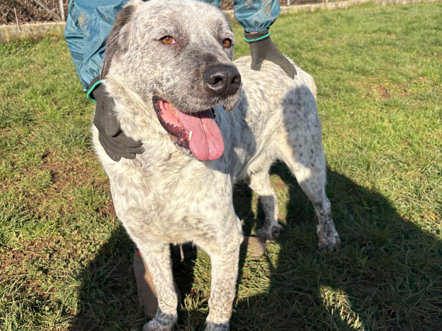 Adozione cane, maschio, Razza sconosciuta Razza sconosciuta, 2 anni e 6 mesi, taglia grande, Frosinone