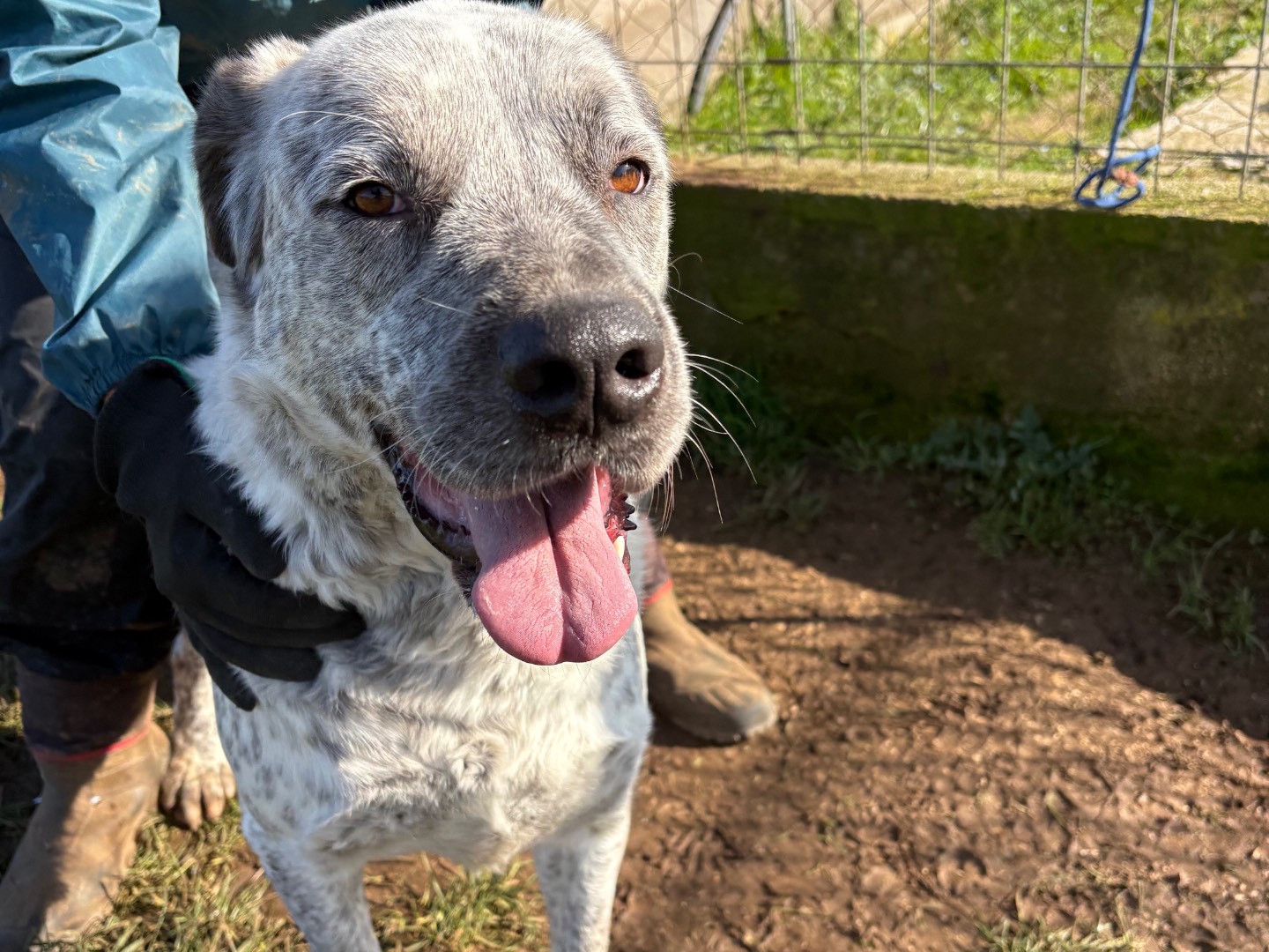 Adotta un cane, taglia grande, maschio, Frosinone