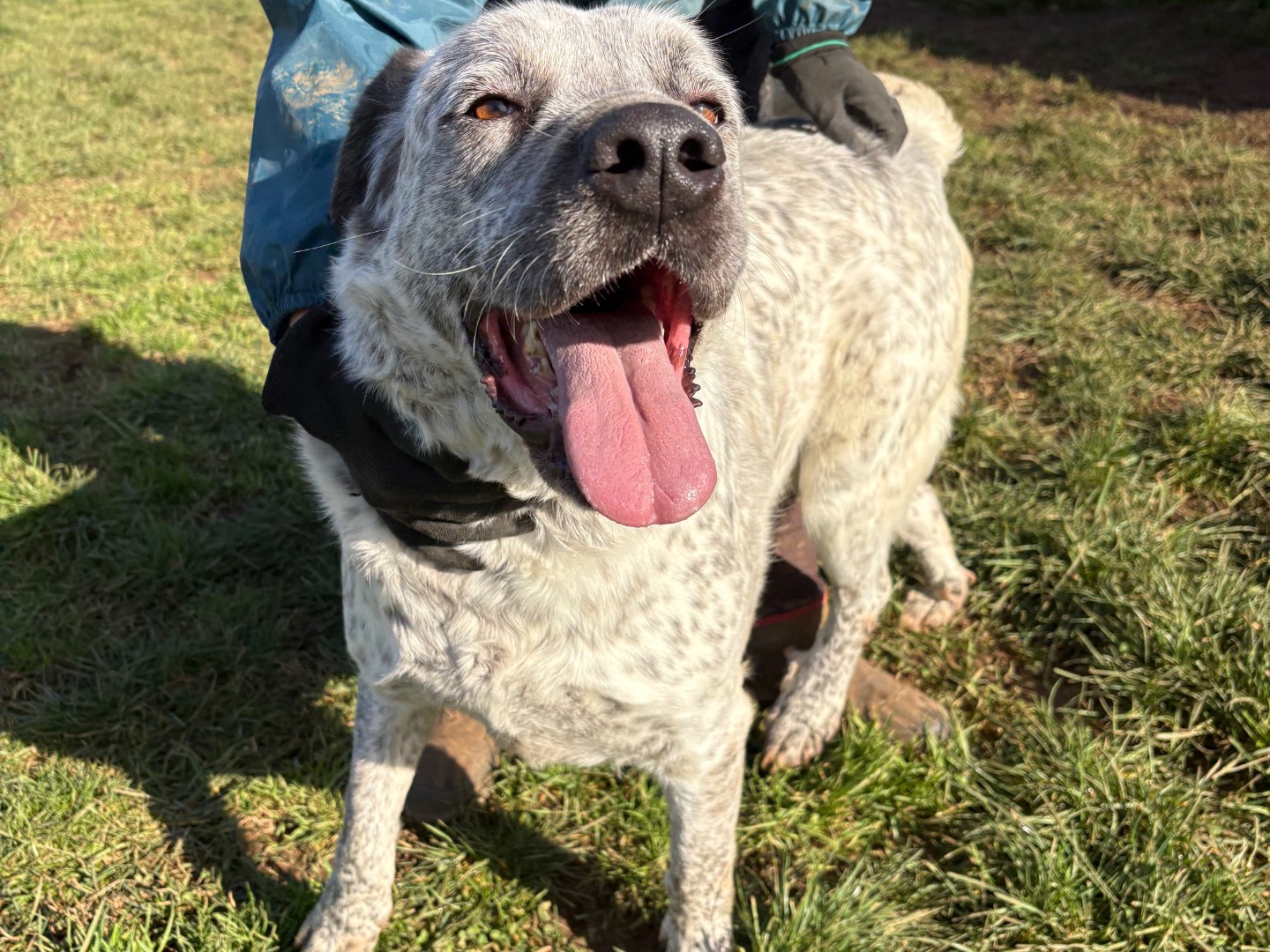 Vuoi adottare un cane a Frosinone?