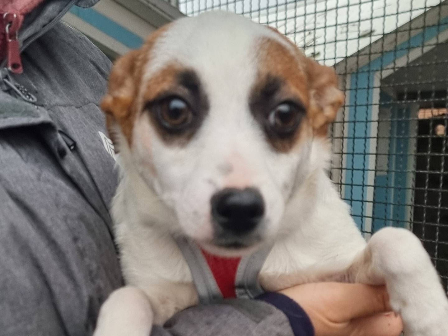 Adozione cane, femmina, Razza sconosciuta Razza sconosciuta, 4 mesi, taglia piccola, Pavia