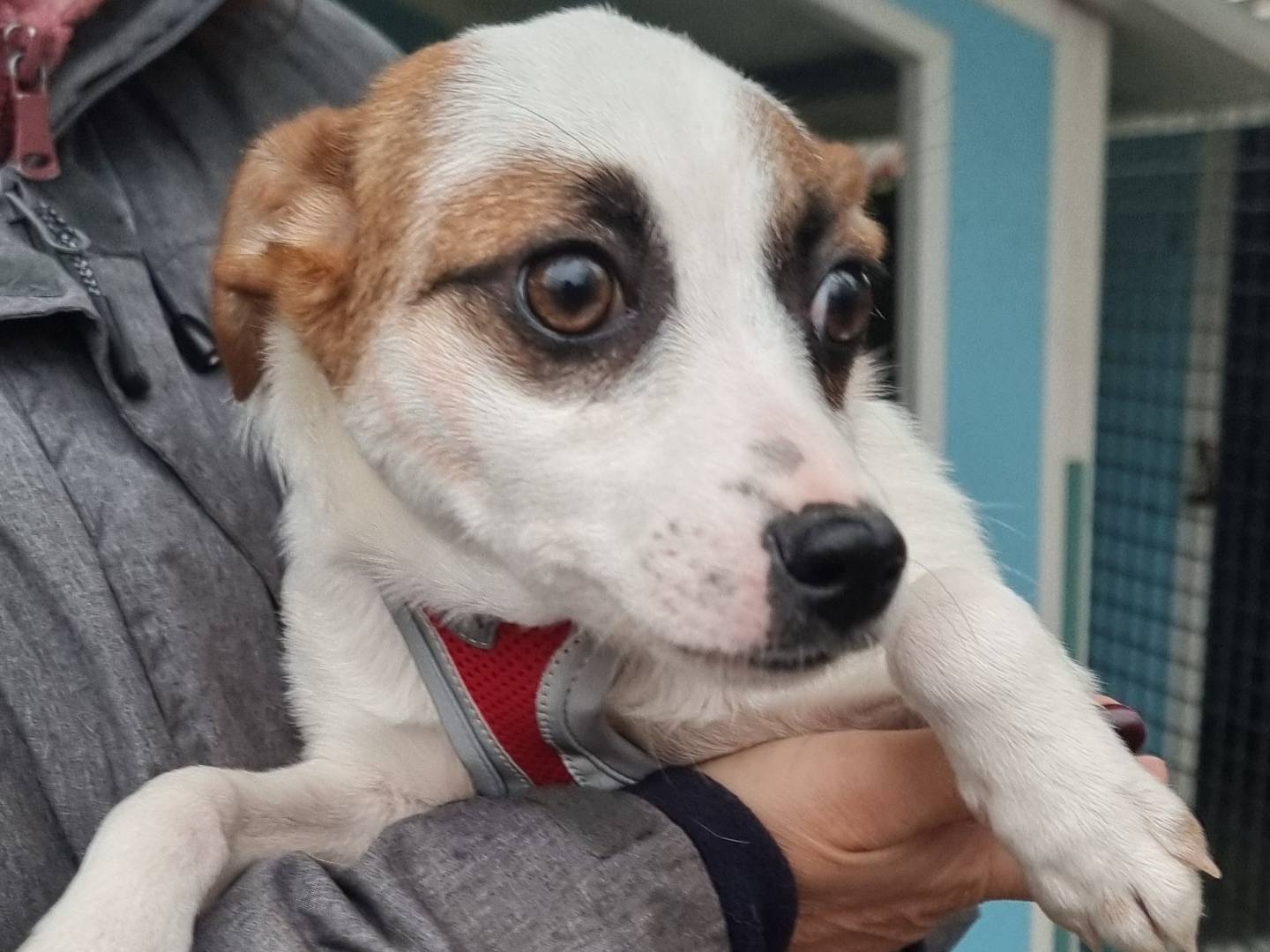 Adotta un cane, taglia piccola, femmina, Pavia