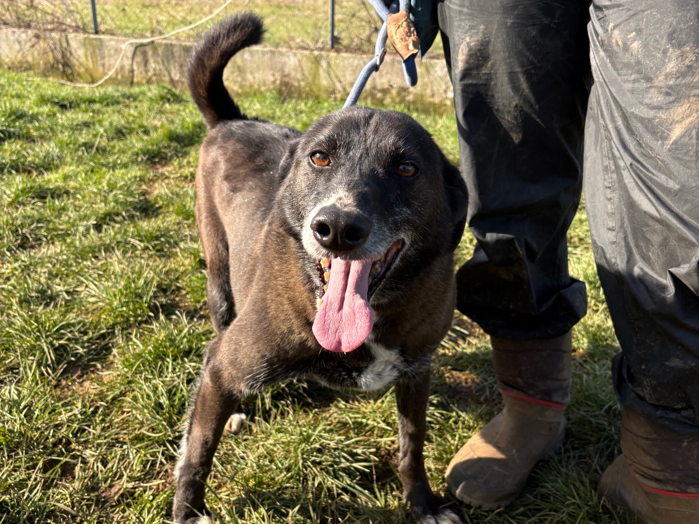 Adozione cane, maschio, Razza sconosciuta Razza sconosciuta, 10 anni e 6 mesi, taglia media, Frosinone