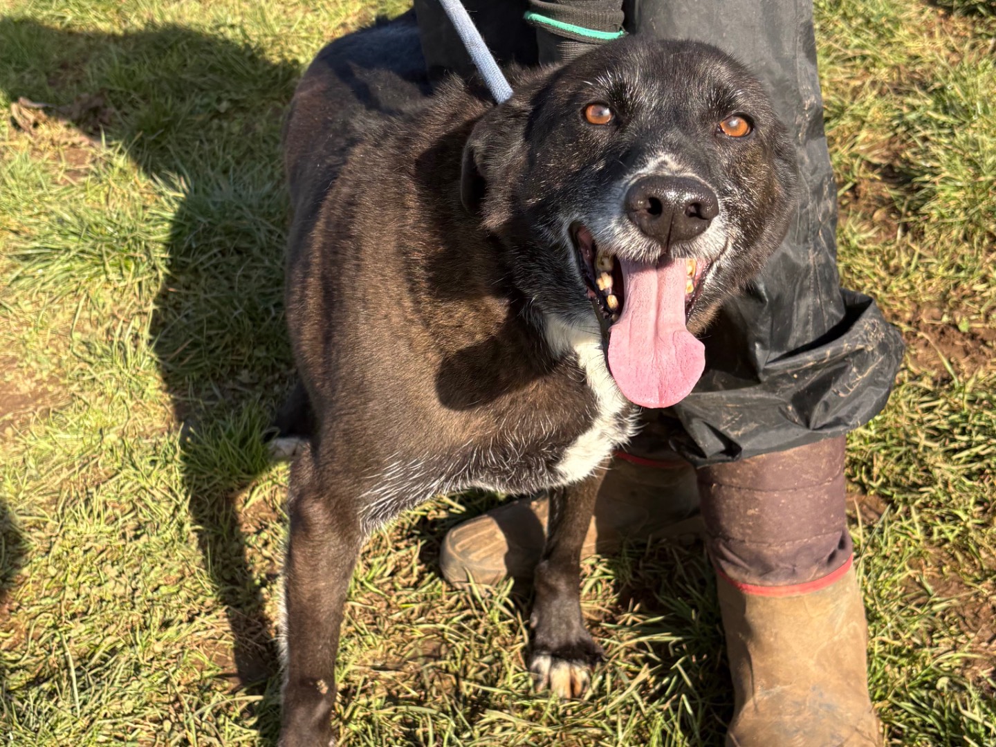 Vuoi adottare un cane a Frosinone?