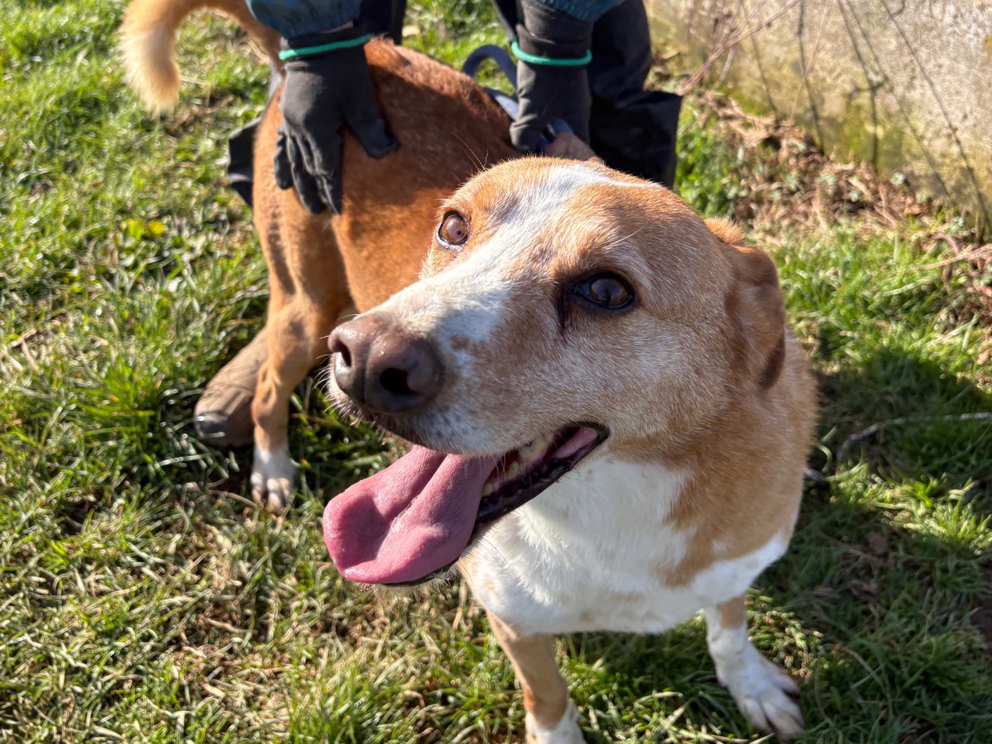Adotta un cane, maschio, 10 anni e 1 mese, Frosinone