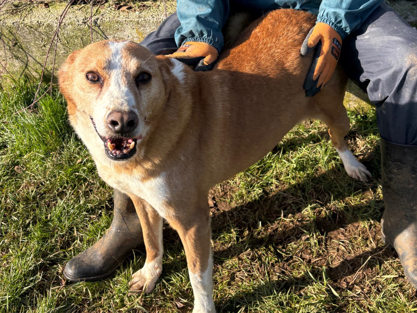 Adotta un cane, taglia media, maschio, Frosinone
