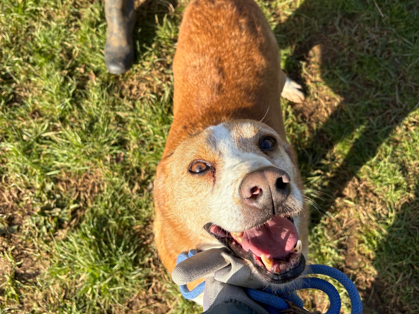 Adotta il cane Fausto a Frosinone
