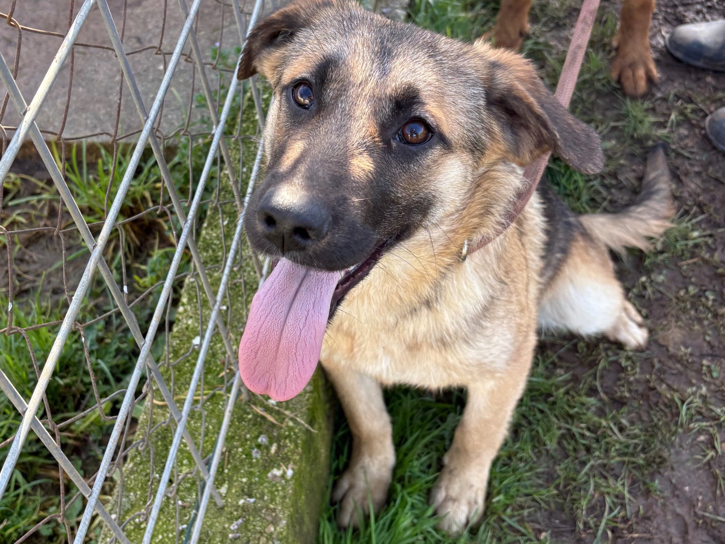 Adozione cane, maschio, Pastore tedesco Razza sconosciuta, 6 mesi, taglia media, Frosinone