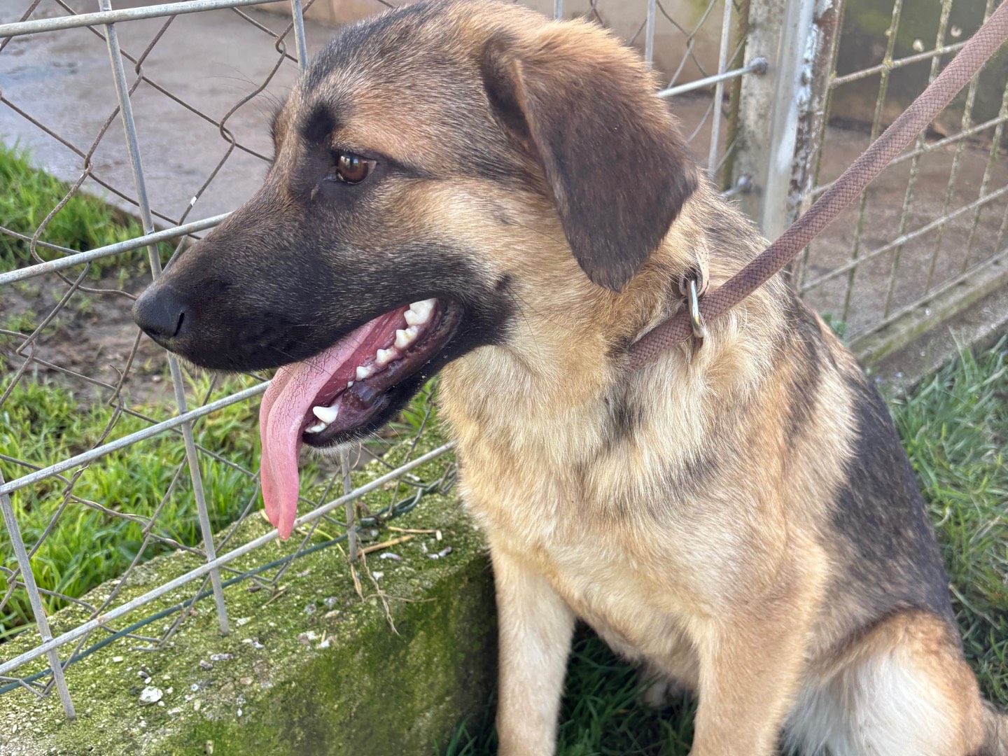 Adotta un cane, taglia media, maschio, Frosinone