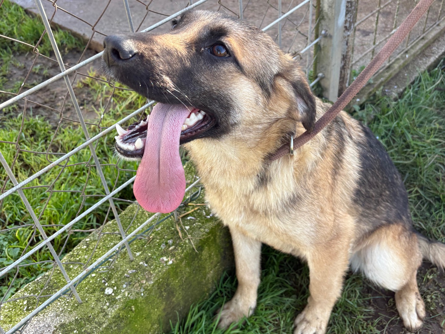 Vuoi adottare un cane a Frosinone?