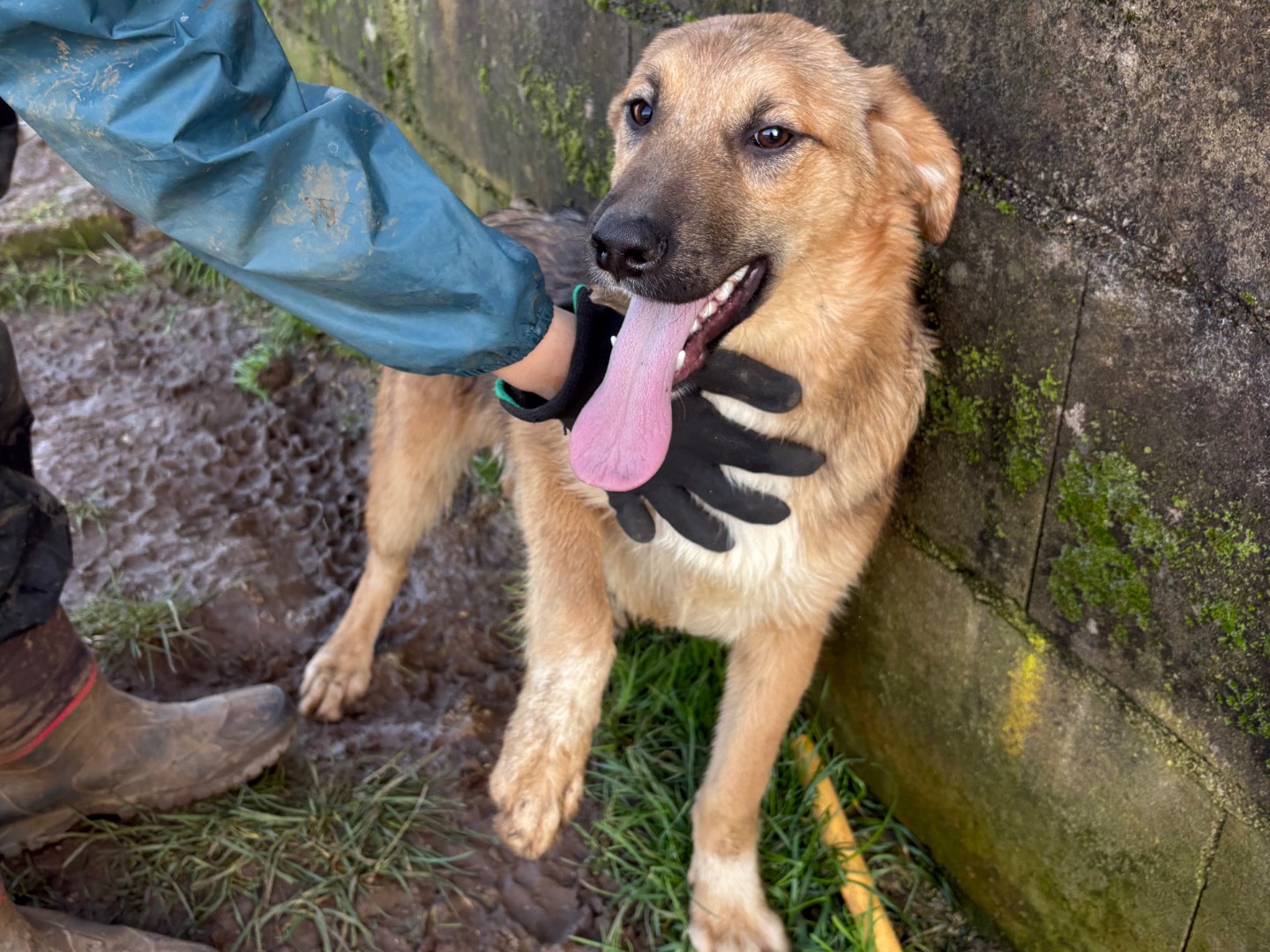 Adozione cane, maschio, Razza sconosciuta Razza sconosciuta, 6 mesi, taglia media, Frosinone