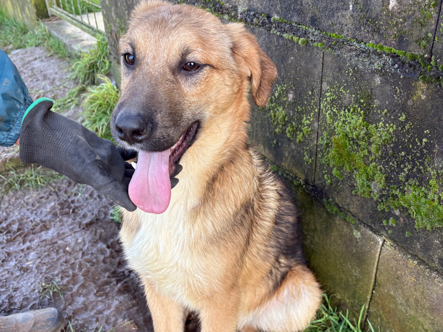 Adotta un cane, taglia media, maschio, Frosinone