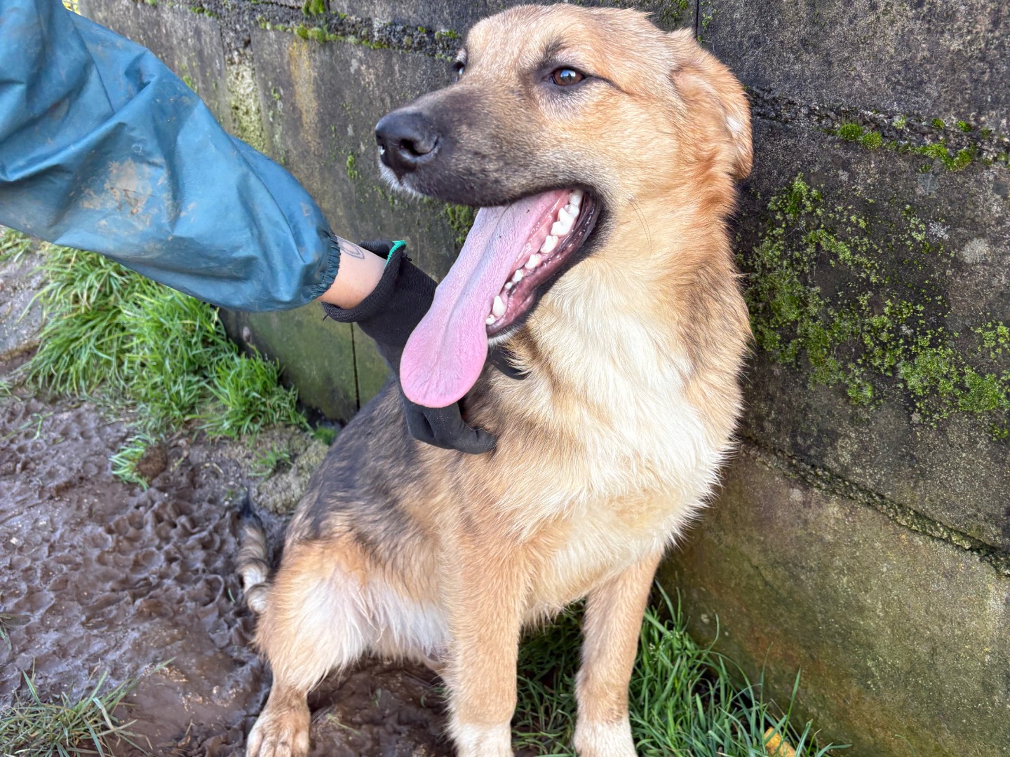 Adotta il cane Mocky a Frosinone