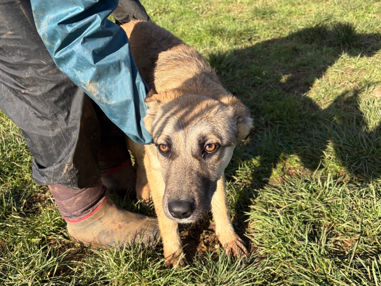Vuoi adottare un cane a Frosinone?