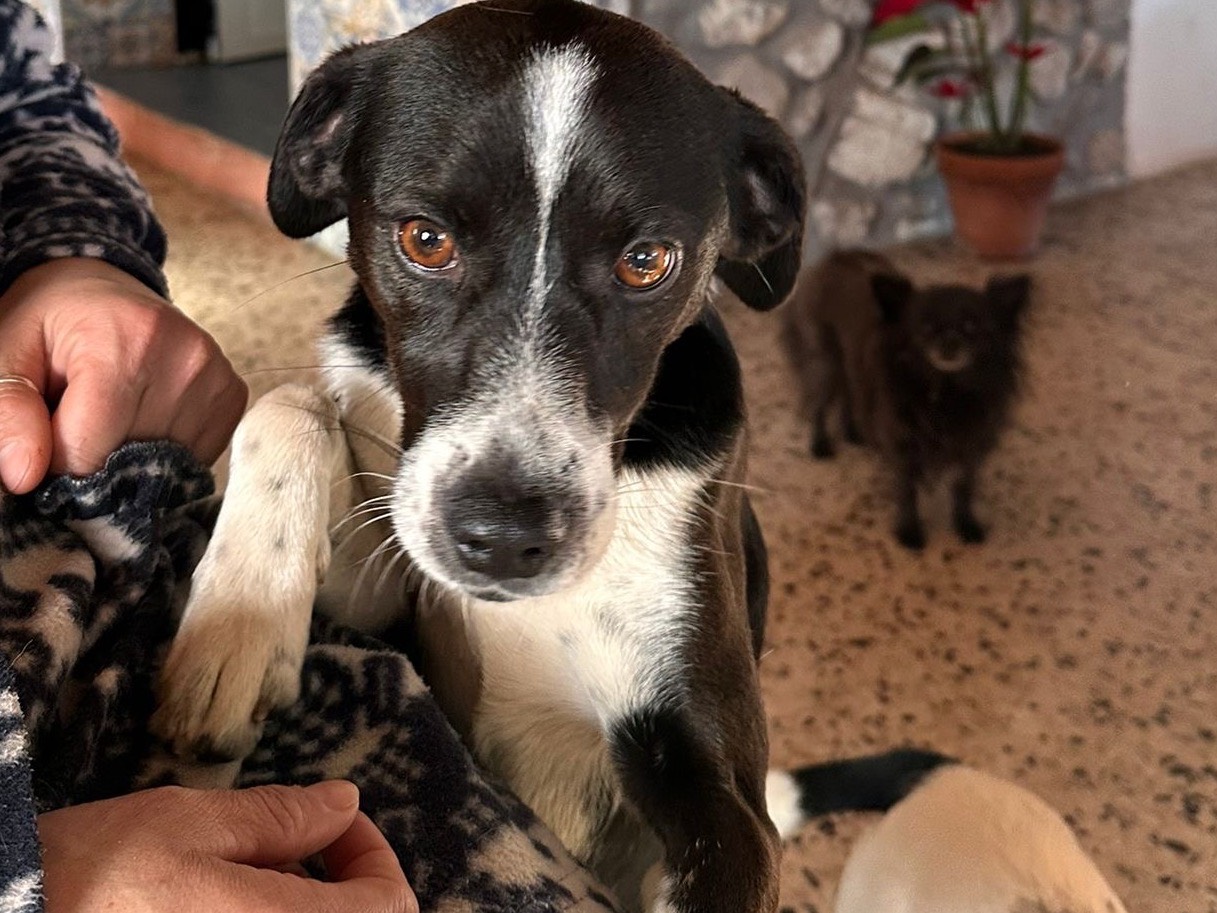 Adozione cane, maschio, Razza sconosciuta Razza sconosciuta, 11 mesi, taglia piccola, Latina