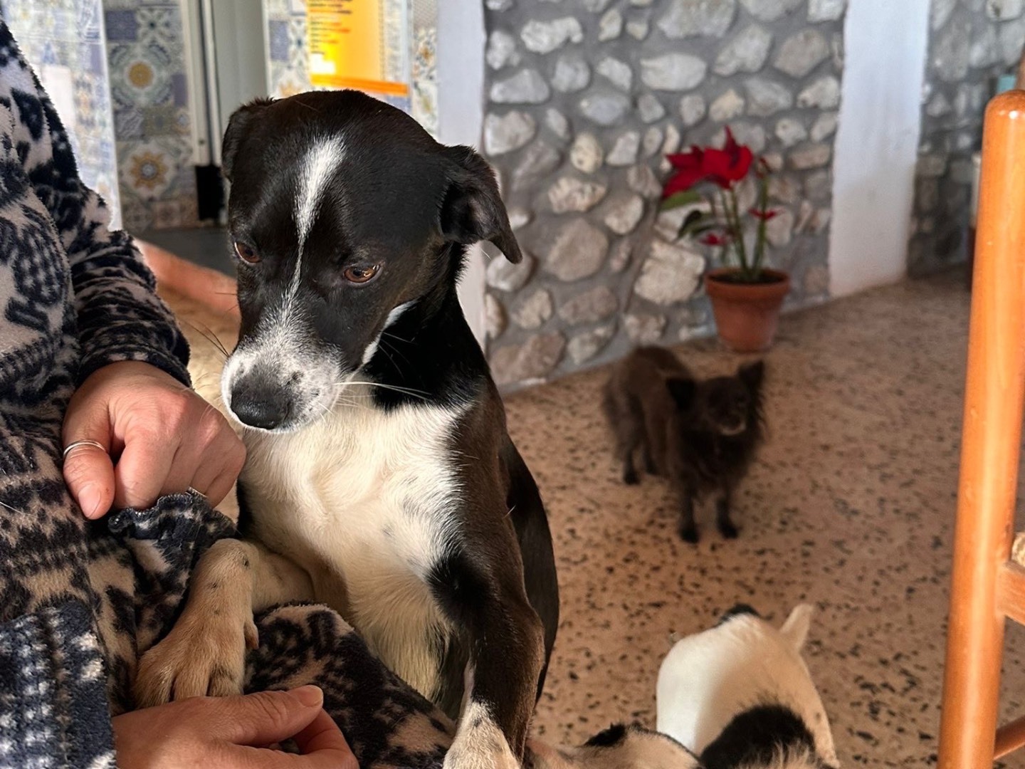 Adotta un cane, taglia piccola, maschio, Latina