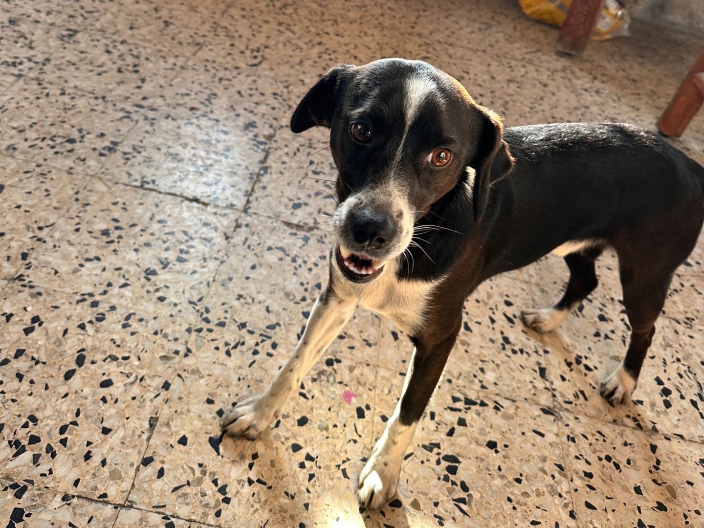 Vuoi adottare un cane a Latina?