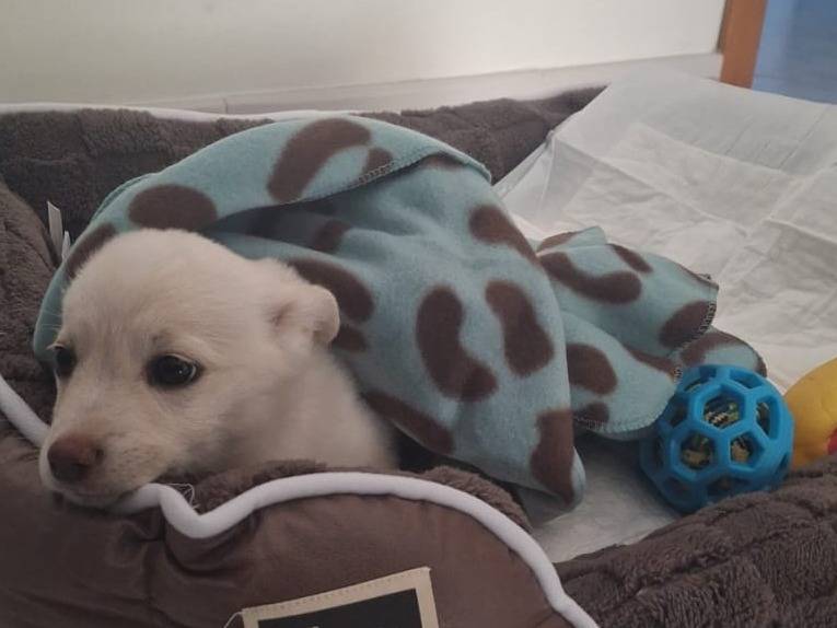 Adozione cane, maschio, Razza sconosciuta Razza sconosciuta, 2 mesi, taglia piccola, Bari