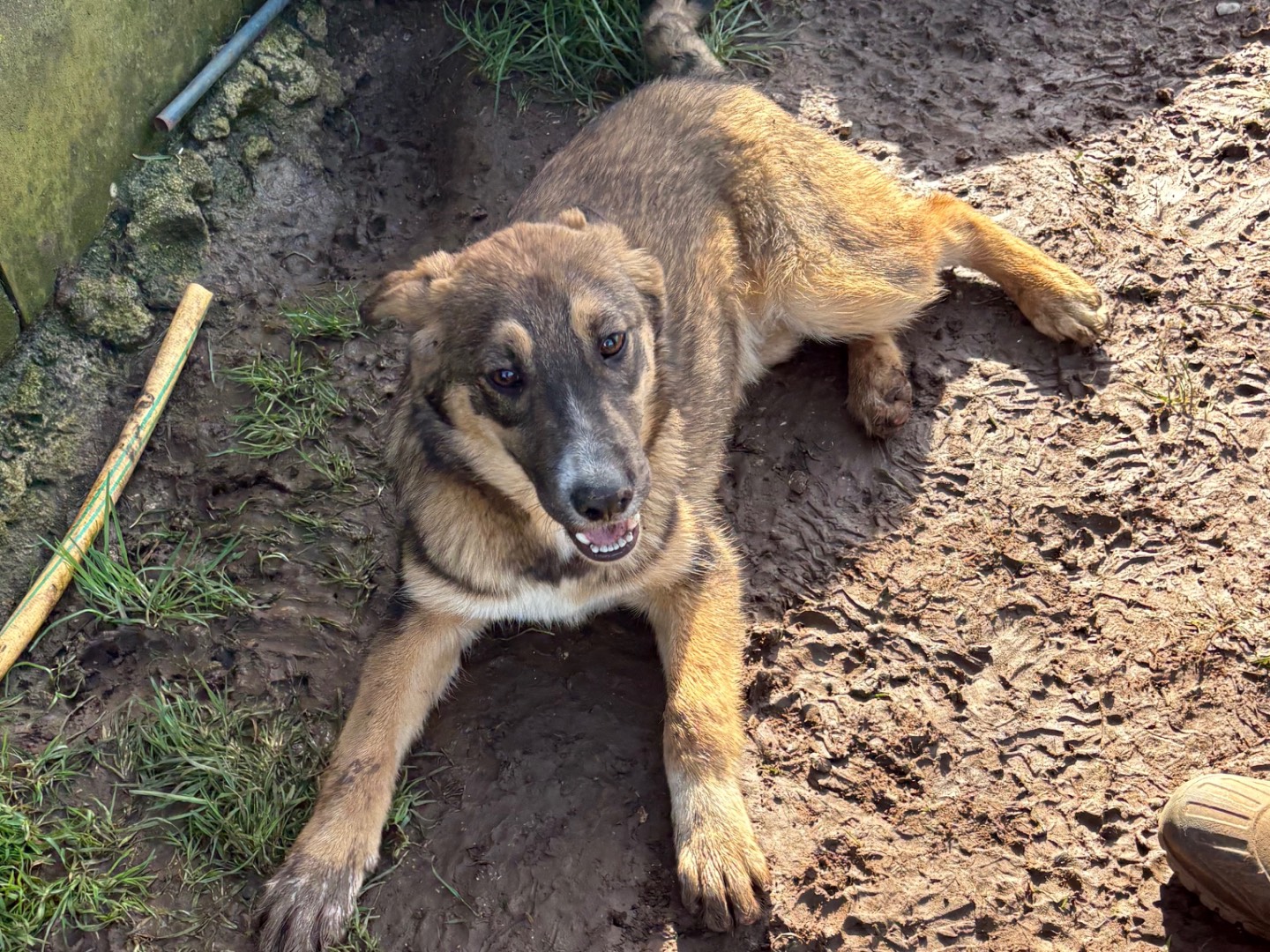Adotta un cane, taglia media, maschio, Frosinone