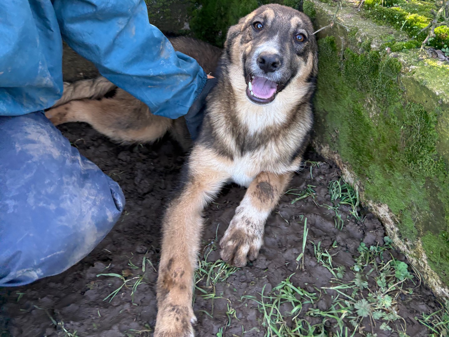 Adozione cane, maschio, Razza sconosciuta Razza sconosciuta, 6 mesi, taglia media, Frosinone