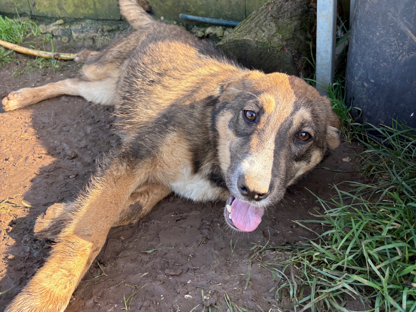 Adotta il cane Johnny a Frosinone