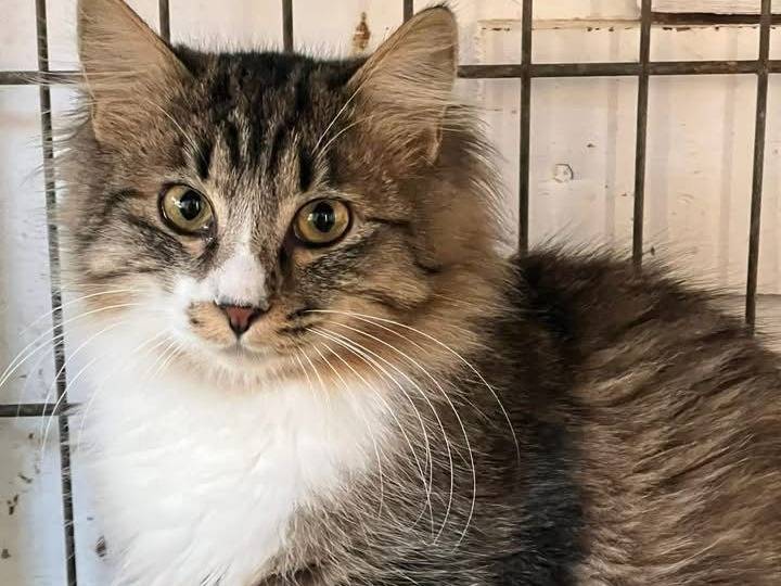 Adozione gatto, femmina, Razza sconosciuta Razza sconosciuta, 5 mesi, taglia non valida, Bari