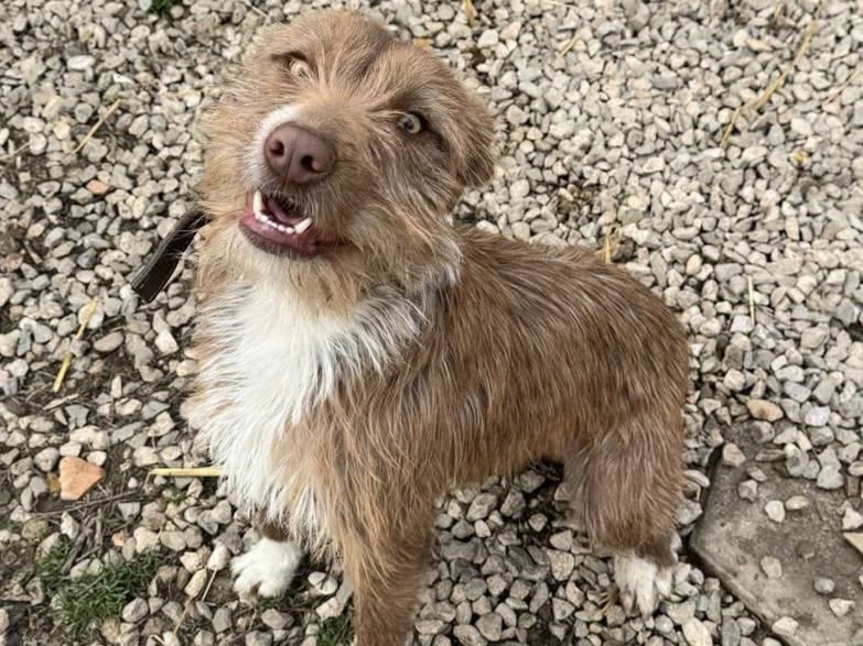 Adotta un cane, femmina, 1 anno, Teramo